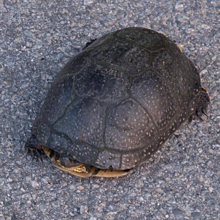 I'm going to retreat into my shell until he puts the camera away