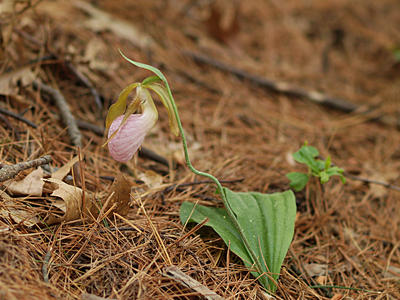 Ladyslipper