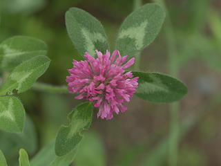 Clover flower