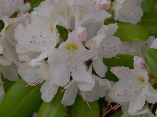 Azalea and fly