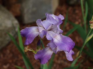 Purple iris
