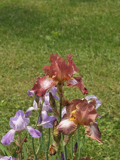 Red iris
