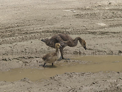 Is that water safe to drink?