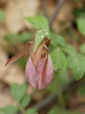 Pink ladyslipper on our property