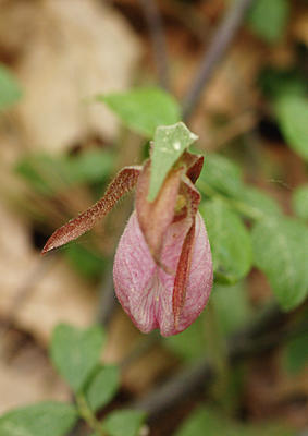 Pink ladyslipper on our property #2