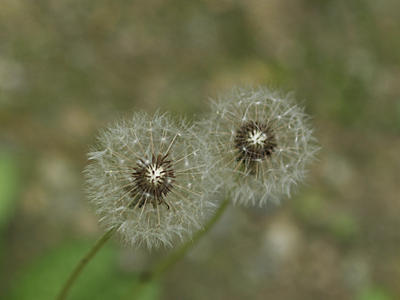 Dandelions
