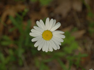 Daisy