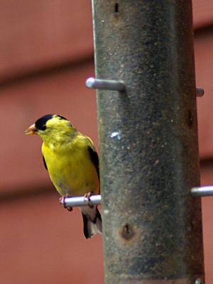 Finch