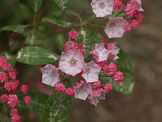 Mountain Laurel