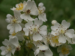 Wild roses after the rain