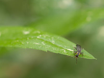 Bug on a leaf