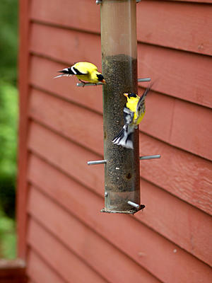 Can I join you for lunch?