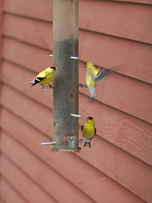 The more the merrier