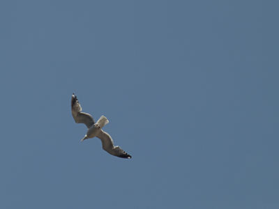 Seagull over Boston's city hall plaza