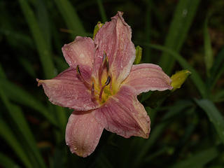 Lily after the rain #2