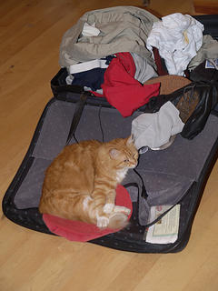 Suitcase cat
