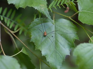 Daddy longlegs
