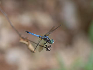 Dragonfly #2