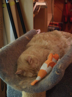 Protecting my catnip toy