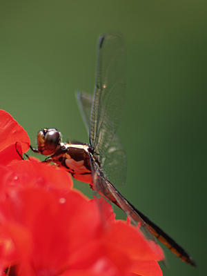Dragonfly #3
