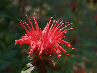 Monarda