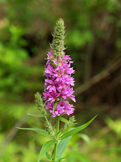 Purple loosestrife