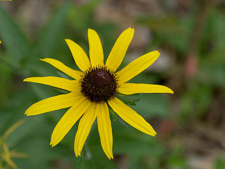 Yellow daisy