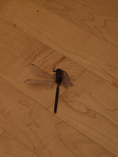 Dead dragonfly