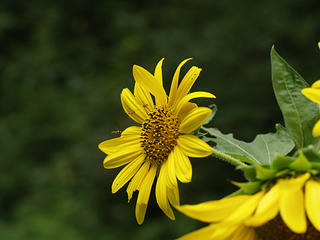 Sunflower and flying insects