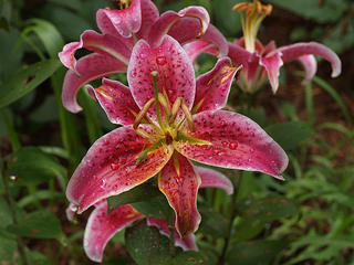 Lily and grasshopper