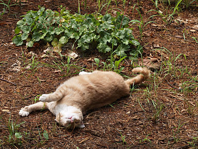 Aerosmith in the garden #2