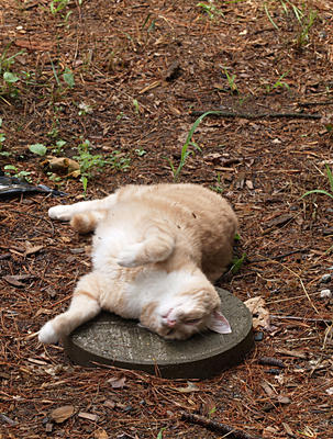 Aerosmith in the garden #3