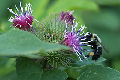 Bee in the clover