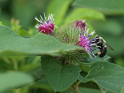 Bee in the clover #2