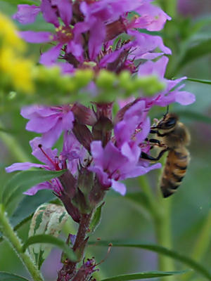 Bee in the loosestrife #2