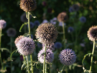 Puffball-like flower