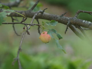 Crabapple