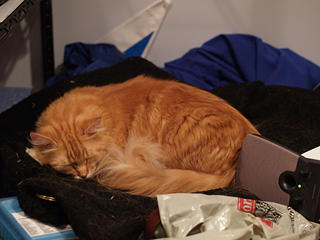 Let sleeping cats lie