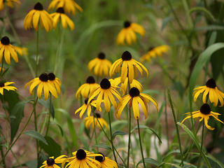 Black-eyed susans