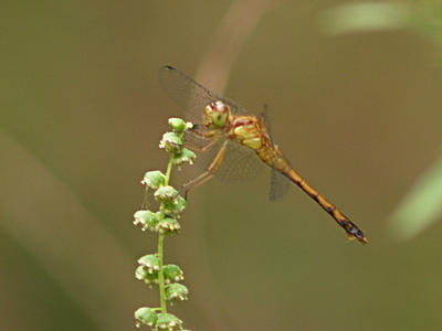 Dragonfly #2