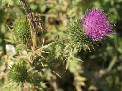 Thistle