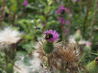 Hey, quit hogging the nectar!