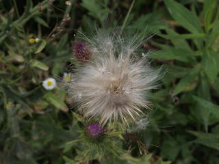 Dandelion seeds