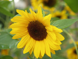 Sunflower #2