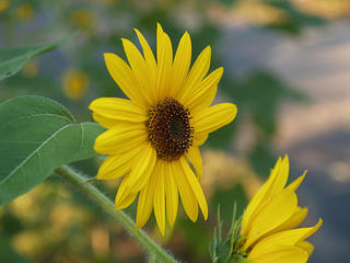 Sunflower #3