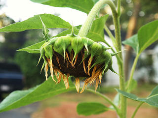 Dead sunflower
