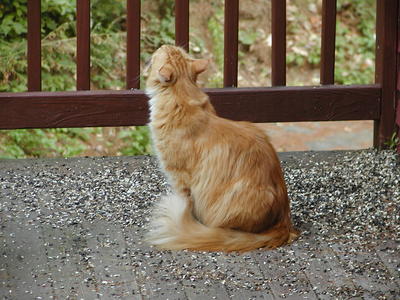 I love watching birdies