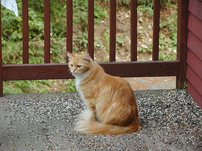 Contemplating the universe