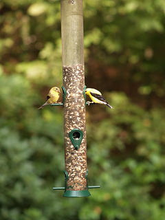 Finches