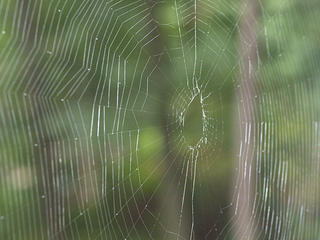 Spider web